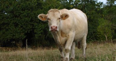 La découverte terre Gascogne évoque à elle seule un parfum de terroir, de traditions, de convivialité et de nature généreuse.