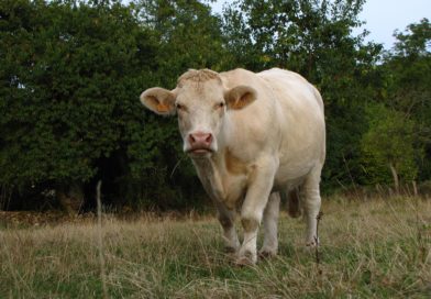 La découverte terre Gascogne évoque à elle seule un parfum de terroir, de traditions, de convivialité et de nature généreuse.