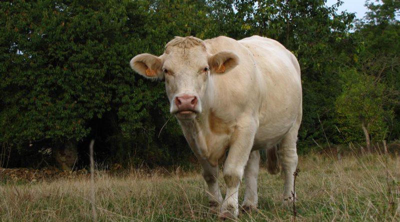 La découverte terre Gascogne évoque à elle seule un parfum de terroir, de traditions, de convivialité et de nature généreuse.