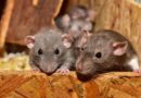 Tout savoir sur la dératisation : méthodes, prévention et réglementation