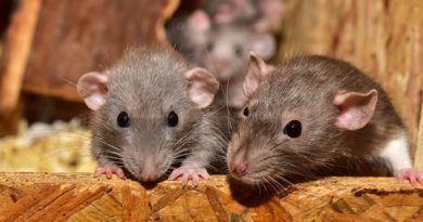 Tout savoir sur la dératisation : méthodes, prévention et réglementation