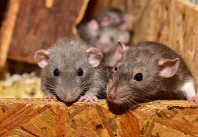 Tout savoir sur la dératisation : méthodes, prévention et réglementation
