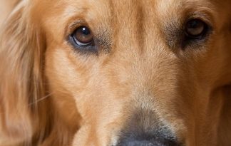 une quête d'amélioration et d'épanouissement